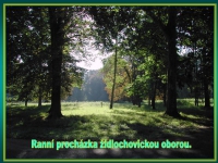 004 Rann&iacute; proch&aacute;zka židlochovickou oborou